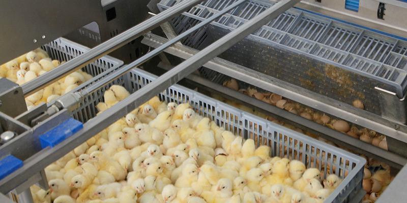 雏鸡蛋壳自动分离机