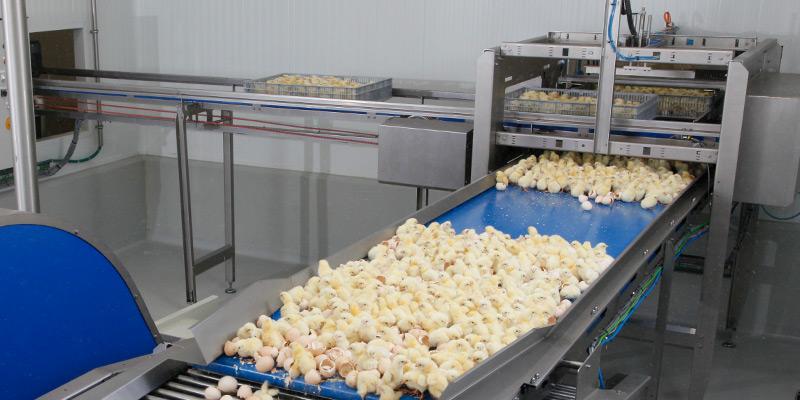 雏鸡蛋壳自动分离机