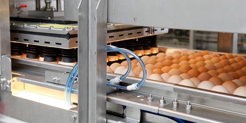 验蛋和筛除系统