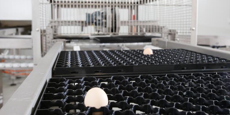 Система определения яйца