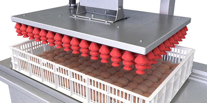 Egg transfer system