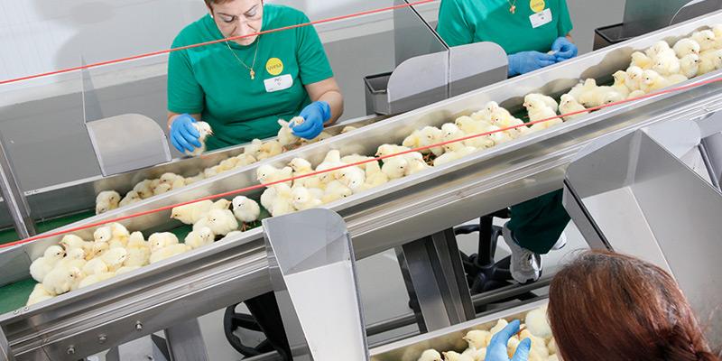 嵌入式雌雄鉴别系统