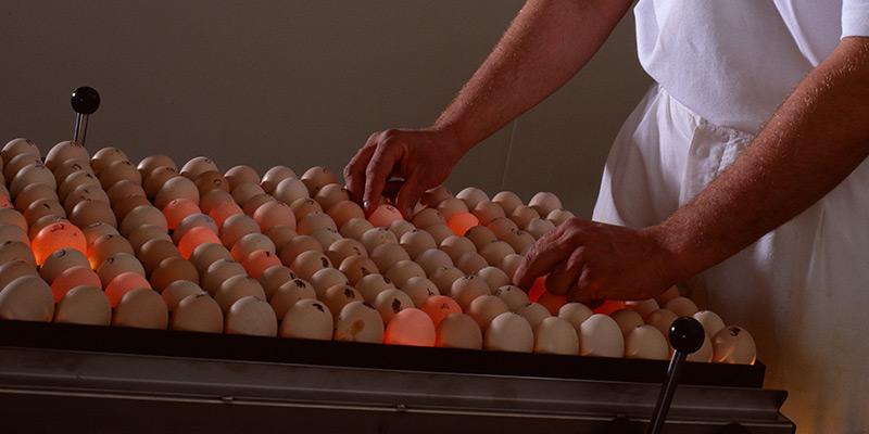 Mesa de ovoscopia manual