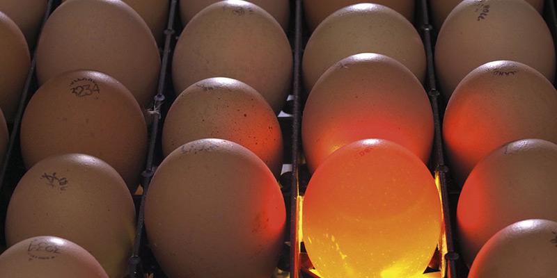 Mesa de ovoscopia manual