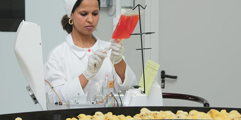 Pneumatic vaccinator