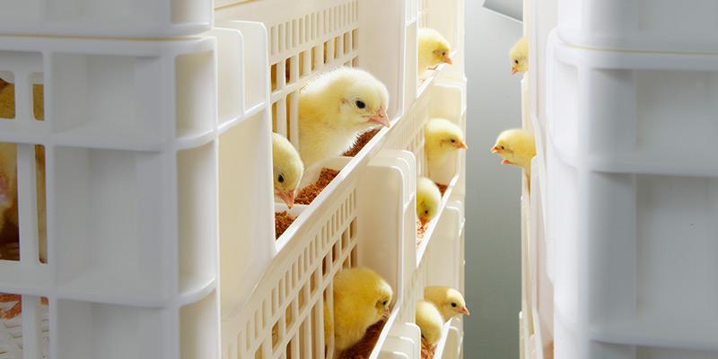 Nacedora SmartStart™