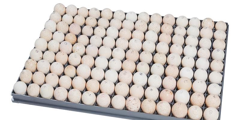 SmartTray™ 126 for turkey