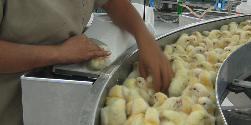 Vaccination carousel