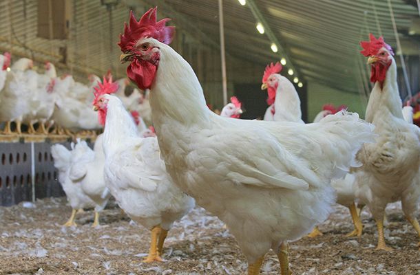 Different incubation profiles for different breeds?