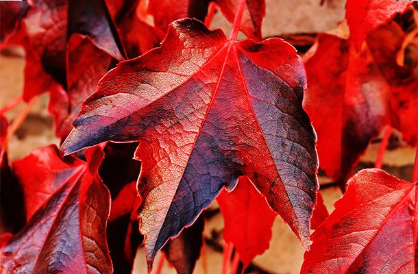 Dealing with seasonal changes in the hatchery