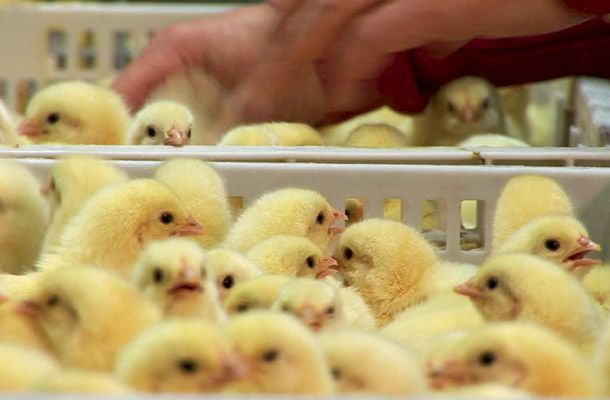 Agro Danieli expands with Pas Reform in Brasil