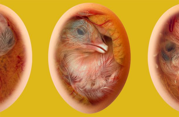 Aviagen starts to use new trials hatchery at Spelderholt