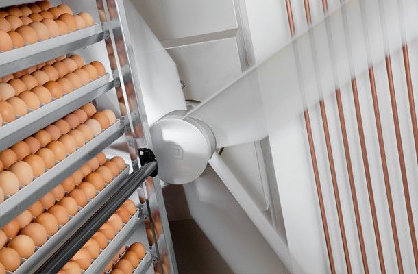 CBH invests in SmartPro™ hatchery for Valentine’s Chicken