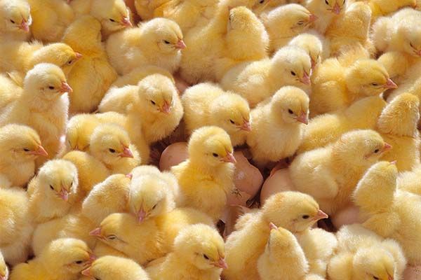 Indonesia’s Cahaya Technology Unggas scales up with Smart™ technologies