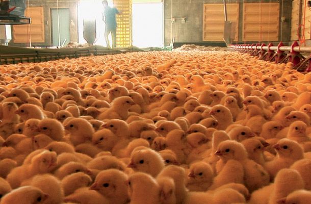 Pintos se desidratam nas baixas temperaturas externas