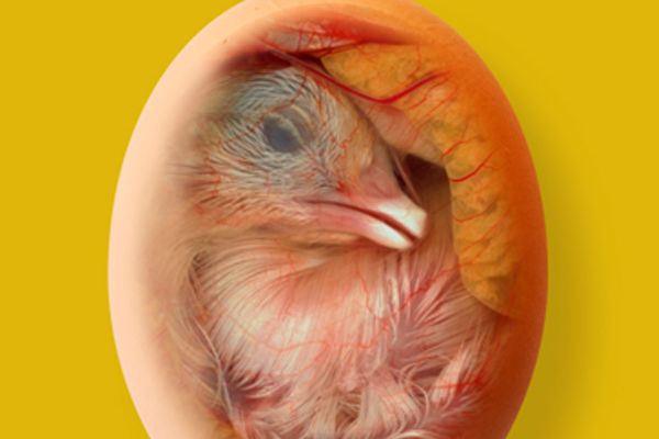 Incubação Circadiana™: novidade para o estágio único