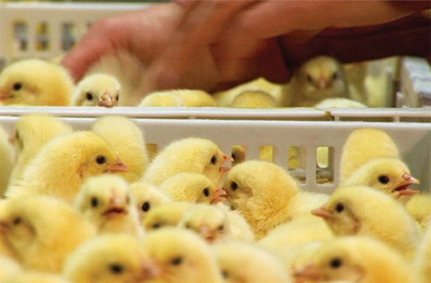 Как опыт и знания экспертов помогают снижать падеж