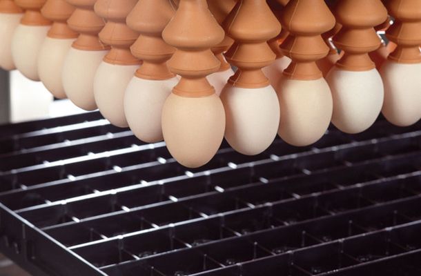 Do we understand ‘hatch of fertile’ correctly?