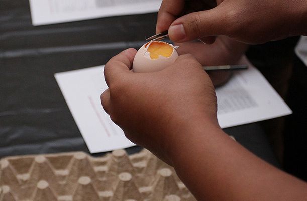 ¿Cuál es el mejor tamaño de muestra para la rotura de huevos?