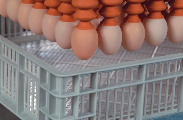 When and how to transfer eggs to the hatcher