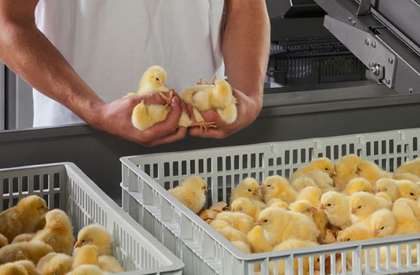 Evaluating chick quality