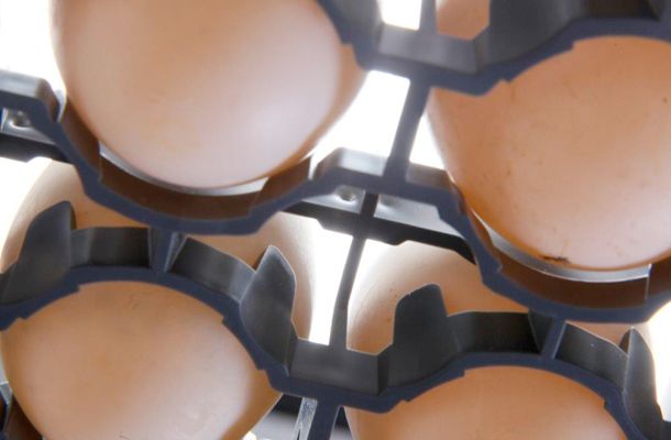 Granja Rodriguez Serrano hatchery upgraded in record time