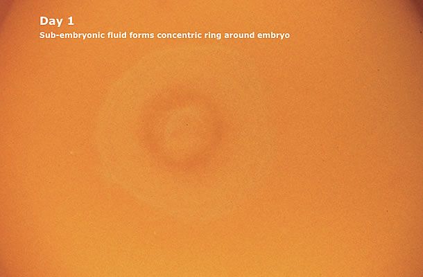 Cómo establecer la verdadera fertilidad de los huevos para incubar