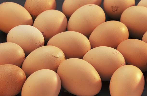 Chicks make their own “humidity peak”