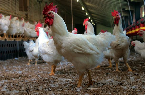 Trabalhando a fertilidade: bom manejo