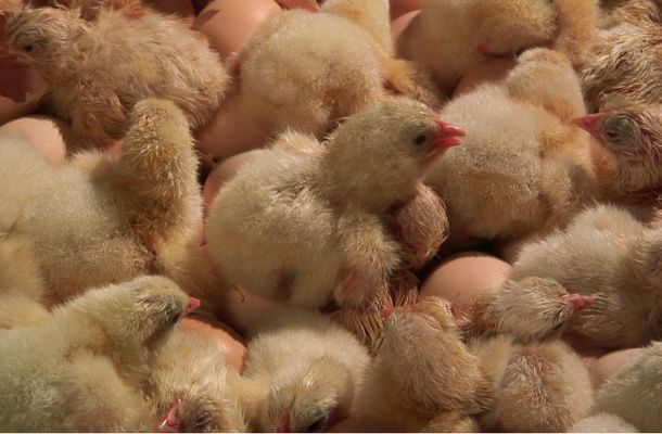 Incubation times in the modern hatchery