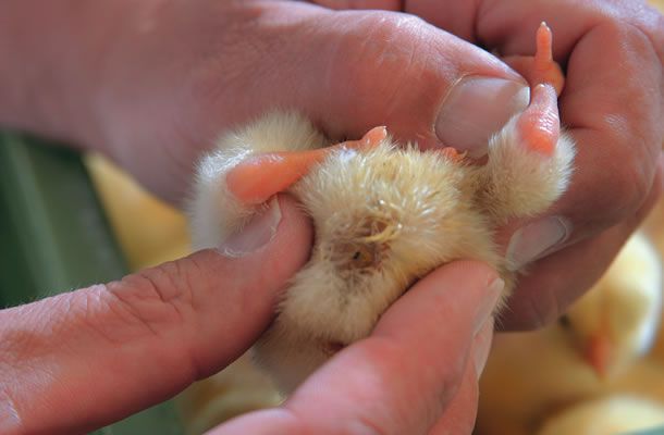 Preventing Omphalitis to reduce first week mortality