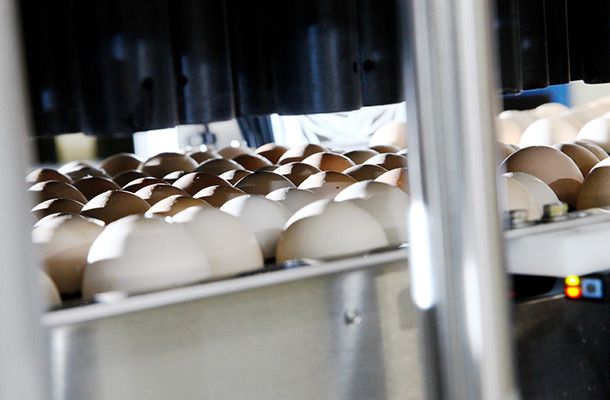 In-ovo vaccination requires good hatchery management