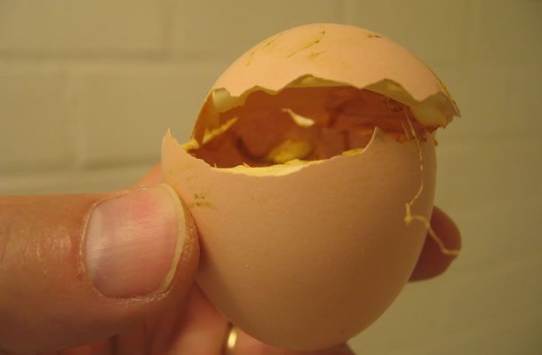 Cáscaras vacías: una valiosa fuente de información