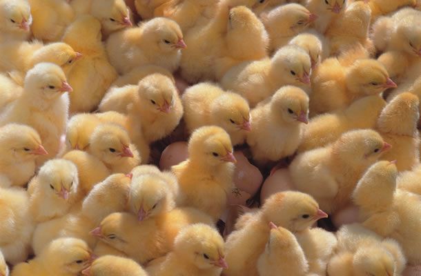 Managing the hatch window