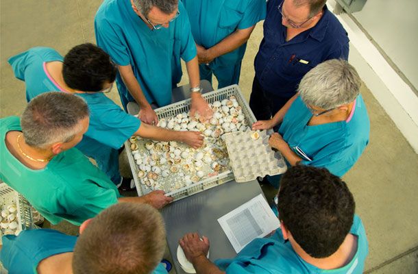 NatureForm Hatchery Technologies launches ‘Smart’ hatchery training in the USA