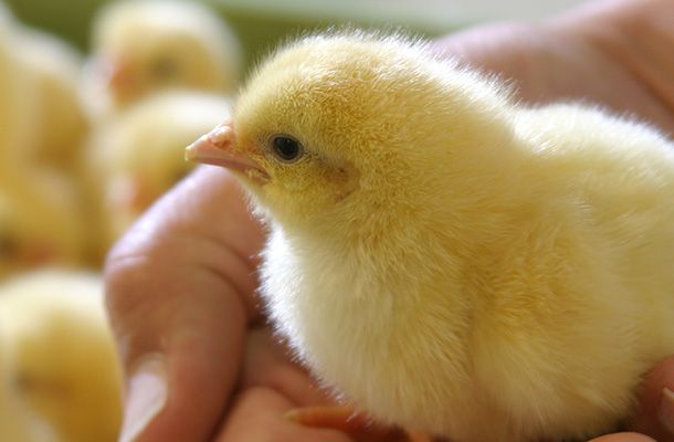 Navel practicalities