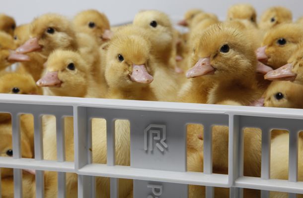 Incubating duck and goose eggs