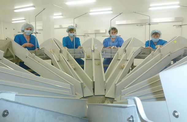 Russia's Okskaya PF launches new hatchery with Pas Reform