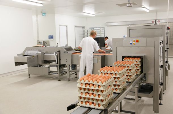 Classificação dos ovos para melhorar a uniformidade