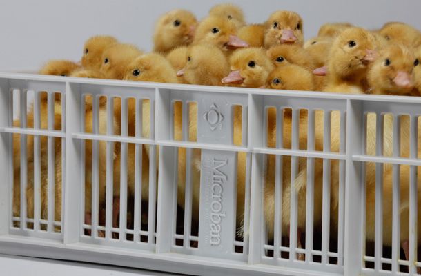 Crossing out contamination with Microban®