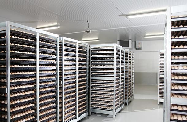 Способы уменьшить негативное влияние продолжительного хранения инкубационных яиц из-за Covid-19