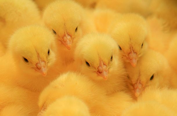 Remote consulting under corona