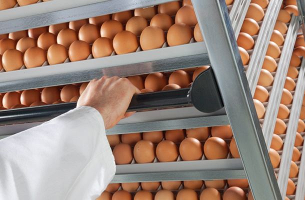 Serfontein Kuikens expands with Pas Reform in South Africa