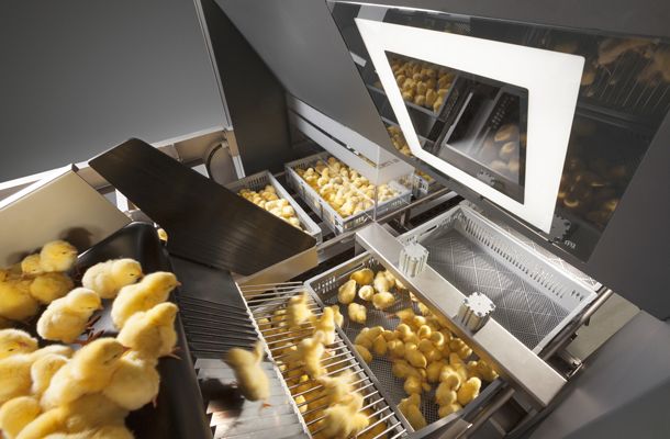 Pas Reform’s visionary chick counting system