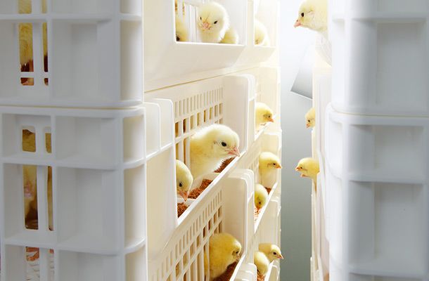 SmartStart™ post-hatch feeding system “a game-changer”
