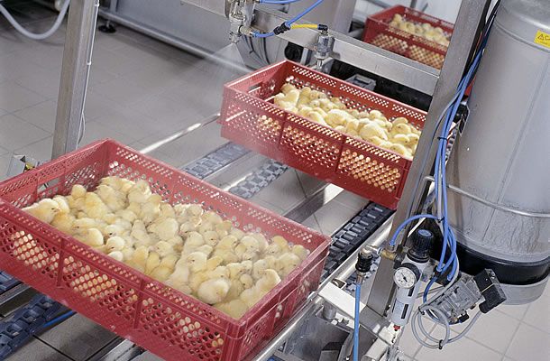 Spray vaccination of day-old-chicks at the hatchery