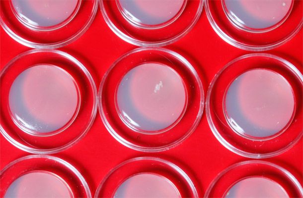 Единый подход к дезинфекции на родительской ферме и в инкубатории