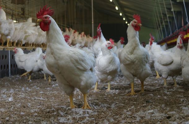 O efeito do gerenciamento de matrizes na eclodibilidade