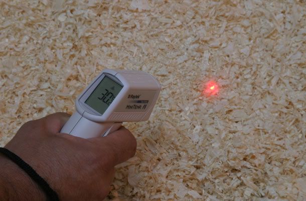 O verdadeiro custo do frio para os pintos