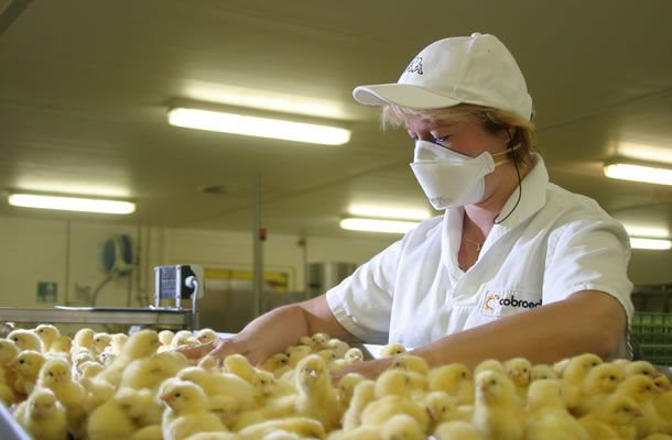 El tiempo para un despegue perfecto de polluelos
